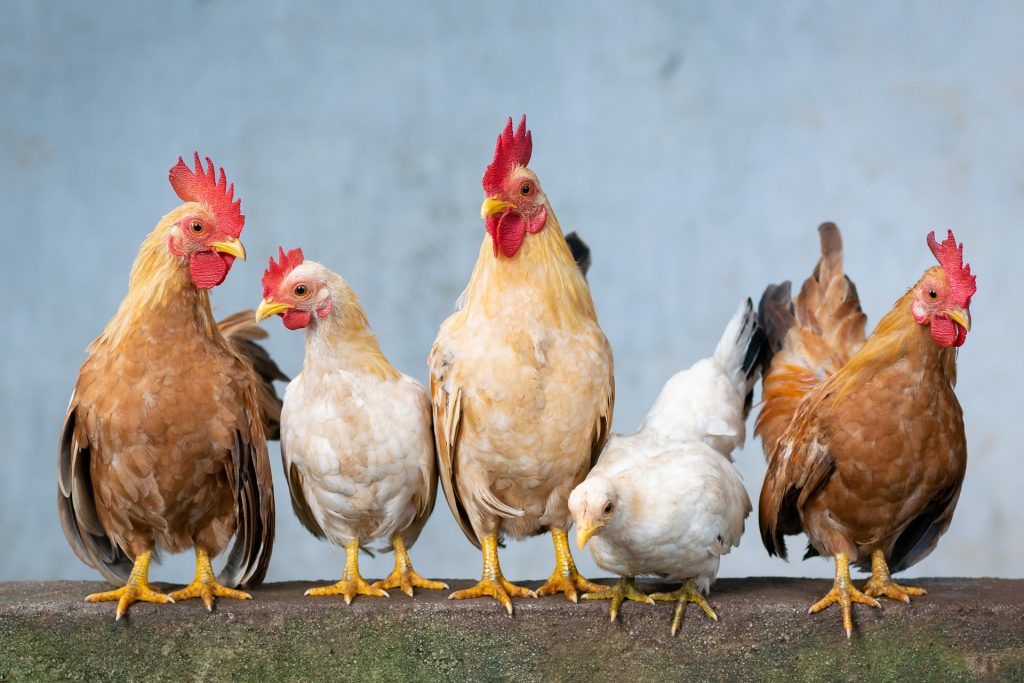 zéro déchet poules